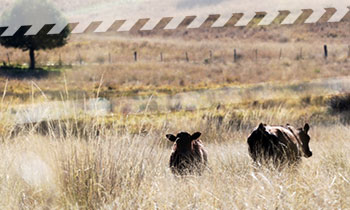 districtstandard_cows.jpg NSW RFS - Rural areas